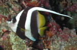 Reef Fish - GAL Photo