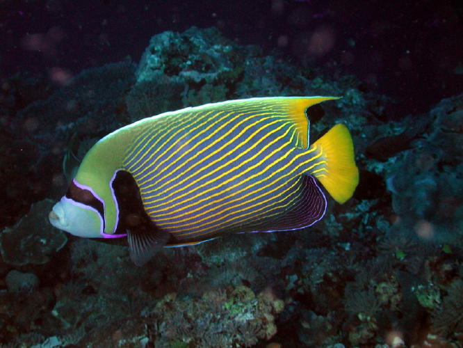 Reef Fish - GAL Photo