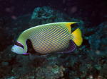 Reef Fish - GAL Photo