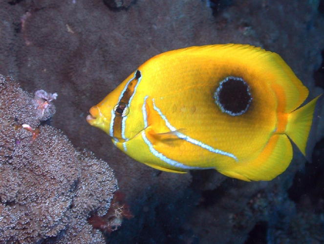 Reef Fish - GAL Photo