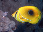 Reef Fish - GAL Photo