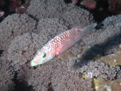 Reef Fish - GAL Photo