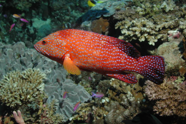 Reef Fish - MZ Photo