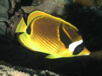 Reef Fish - GAL Photo