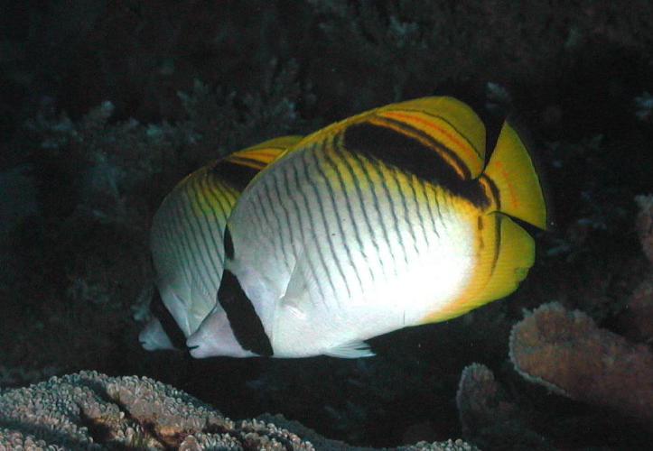 Reef Fish - GAL Photo