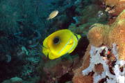 Butterfly Fish - GAL Photo