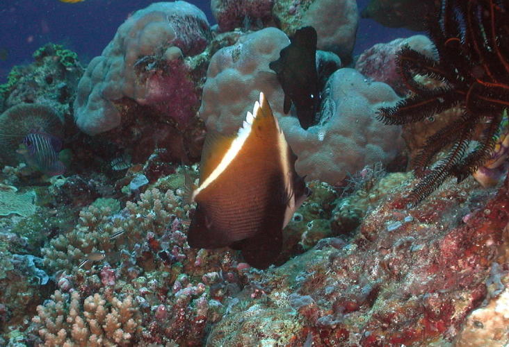 Reef Fish - GAL Photo