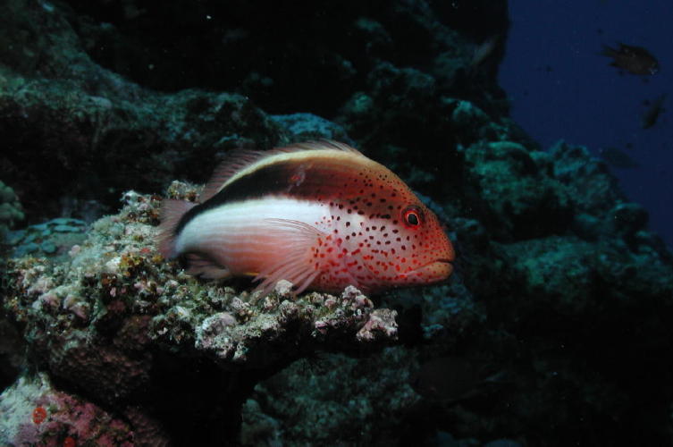 Reef Fish - MZ Photo