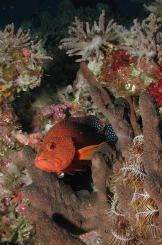 Reef Fish - MZ Photo