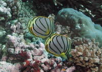 Reef Fish - MZ Photo