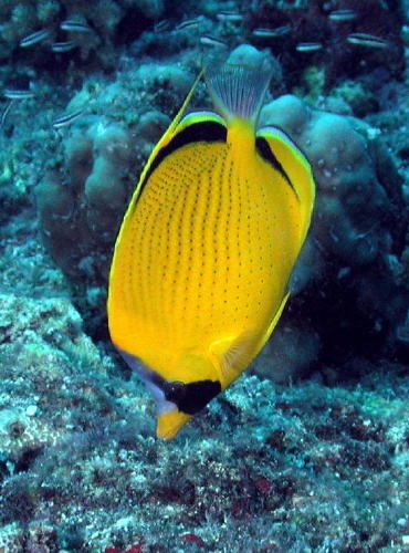 Reef Fish - GAL Photo