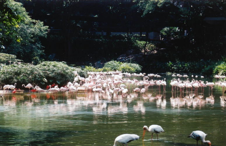 Flamingos - KLM Photo