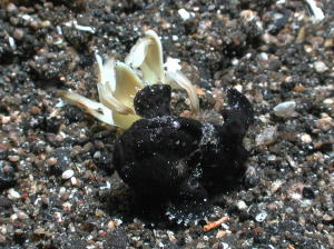 Juvenile Frogfish - GAL Photo