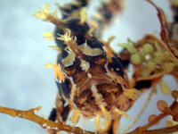 Frogfish - GAL Photo