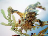 Frogfish - GAL Photo