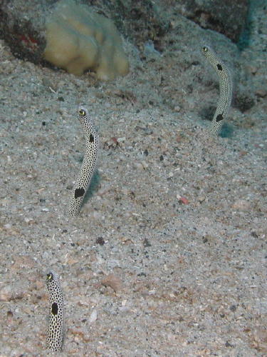 Garden Eels - MZ Photo