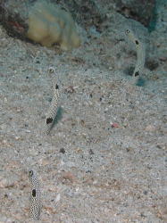 Garden Eels - MZ Photo