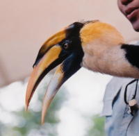 Hornbill - KLM Photo