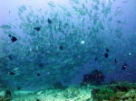 Schooling Jacks - GAL Photo