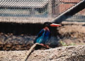 Kingfisher - KLM Photo