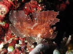 Leaf Scorpion Fish - GAL Photo