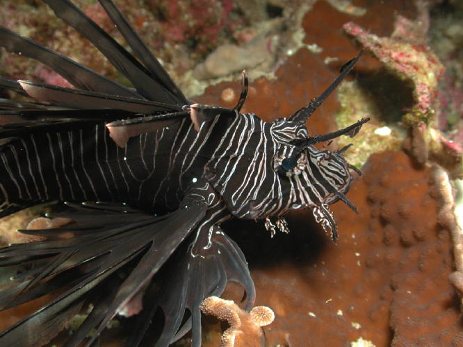 Lionfish - GAL Photo