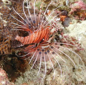 Lionfish - MZ Photo