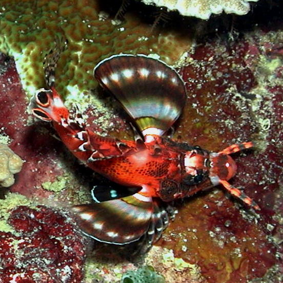 Two Spot Lionfish - GAL Photo