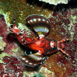 Two Spot Lionfish - GAL Photo