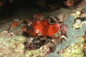 Two Spot Lionfish - GAL Photo