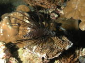 Lionfish - GAL Photo