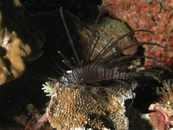 Lionfish - GAL Photo