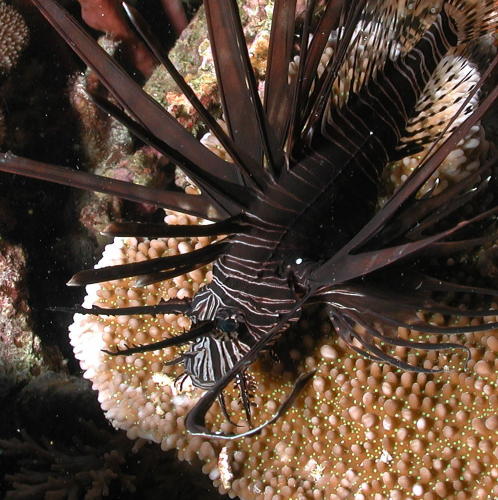 Lionfish - GAL Photo