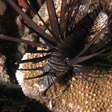 Lionfish - GAL Photo