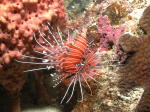 Red Lionfish - GAL Photo