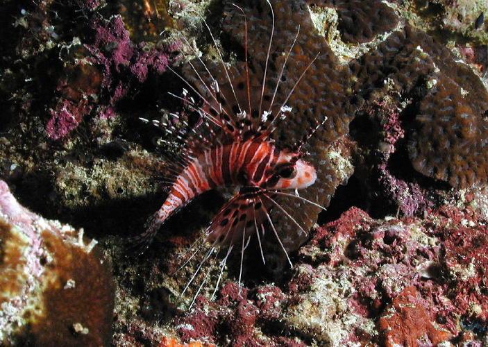 Red Lionfish - MZ Photo