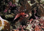 Red Lionfish - MZ Photo