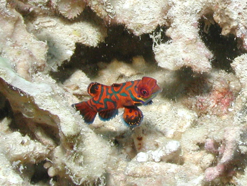 Mandarin Fish - MZ Photo