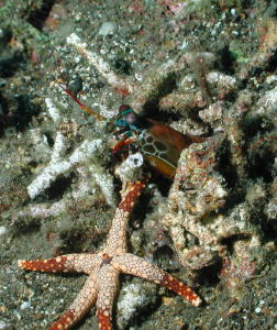 Mantis Shrimp with Starfish - GAL Photo