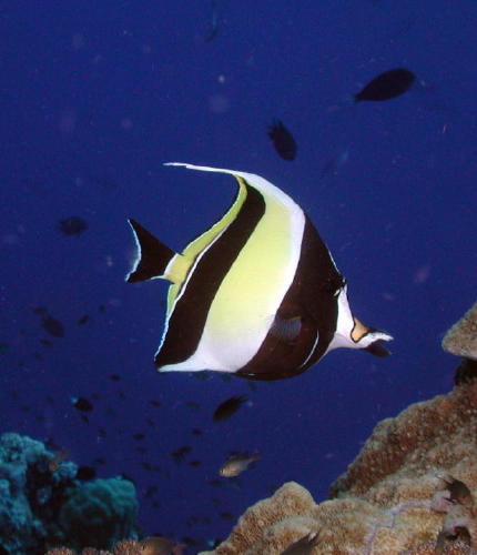 Moorish Idol - MZ Photo