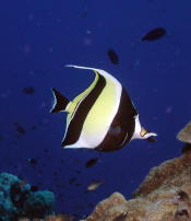 Moorish Idol - MZ Photo