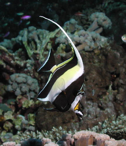 Moorish Idol - MZ Photo