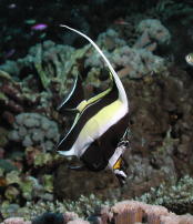 Moorish Idol - MZ Photo