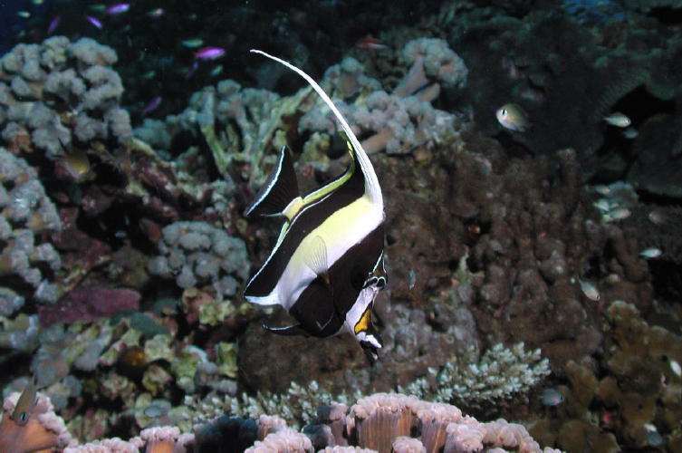 Moorish Idol - MZ Photo