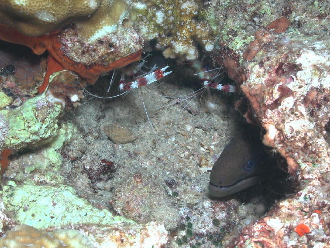 Moray Eel with Cleaner Shrimp - GAL Photo