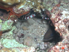 Moray Eel with Cleaner Shrimp - GAL Photo