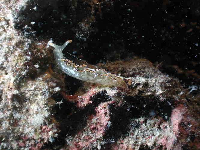 Nudibranch - GAL Photo