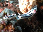 Nudibranch - GAL Photo