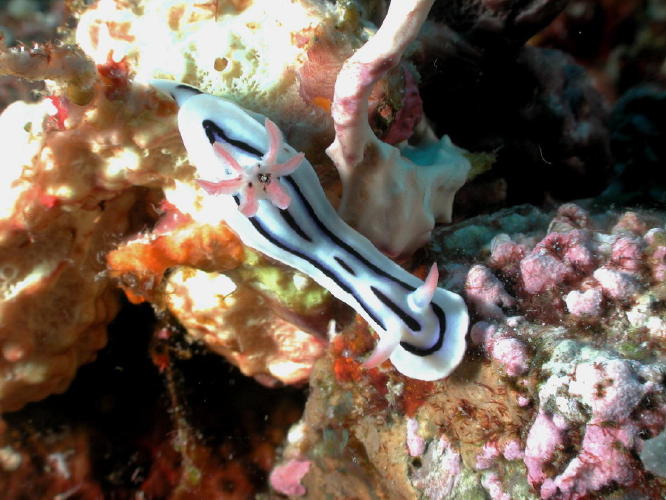 Nudibranch - GAL Photo