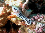 Nudibranch - GAL Photo